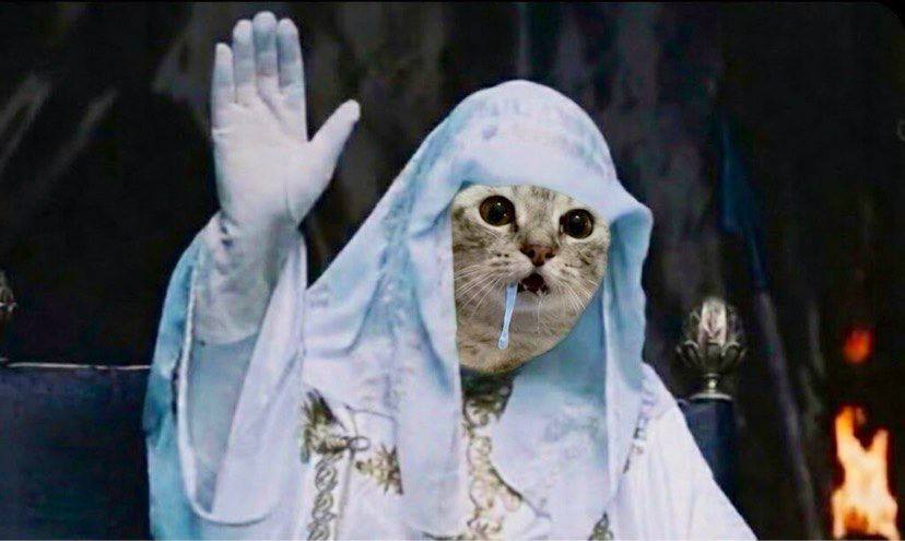 Blessed drooling cat
